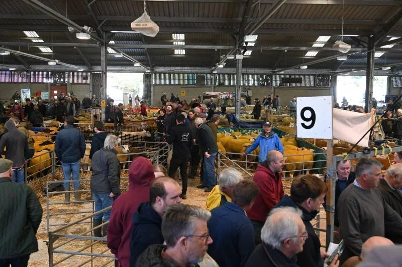 People attending an indoor livestock auction with yellow calves in pens, a large sign with the number 9, and metal structures in the background.