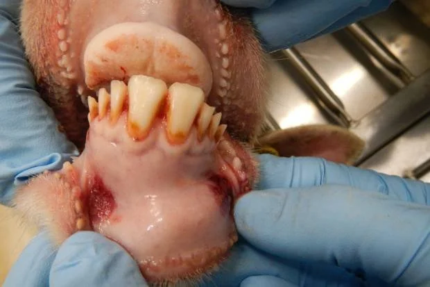 Blue Tongue Vaccine given the go ahead in Wales