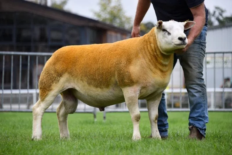 A sheep with the face of a cat being held by a person in a grassy outdoor area.