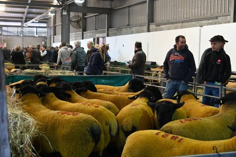 People at a livestock exhibition viewing sheep in a pen