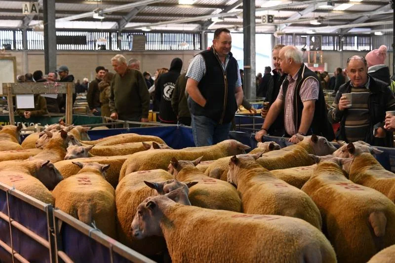 People shopping for sheep at a livestock market, with sheep in the foreground and shoppers inspecting and discussing in the background.