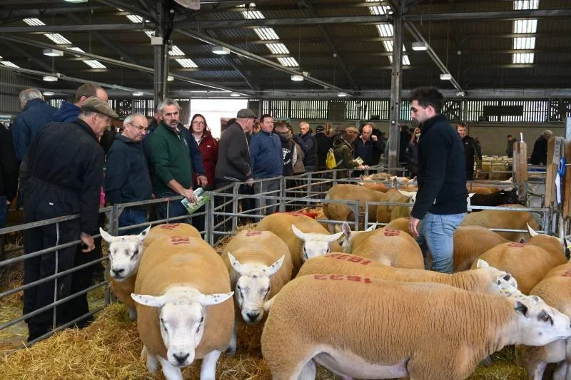 People viewing sheep inside a barn at a livestock exhibition.