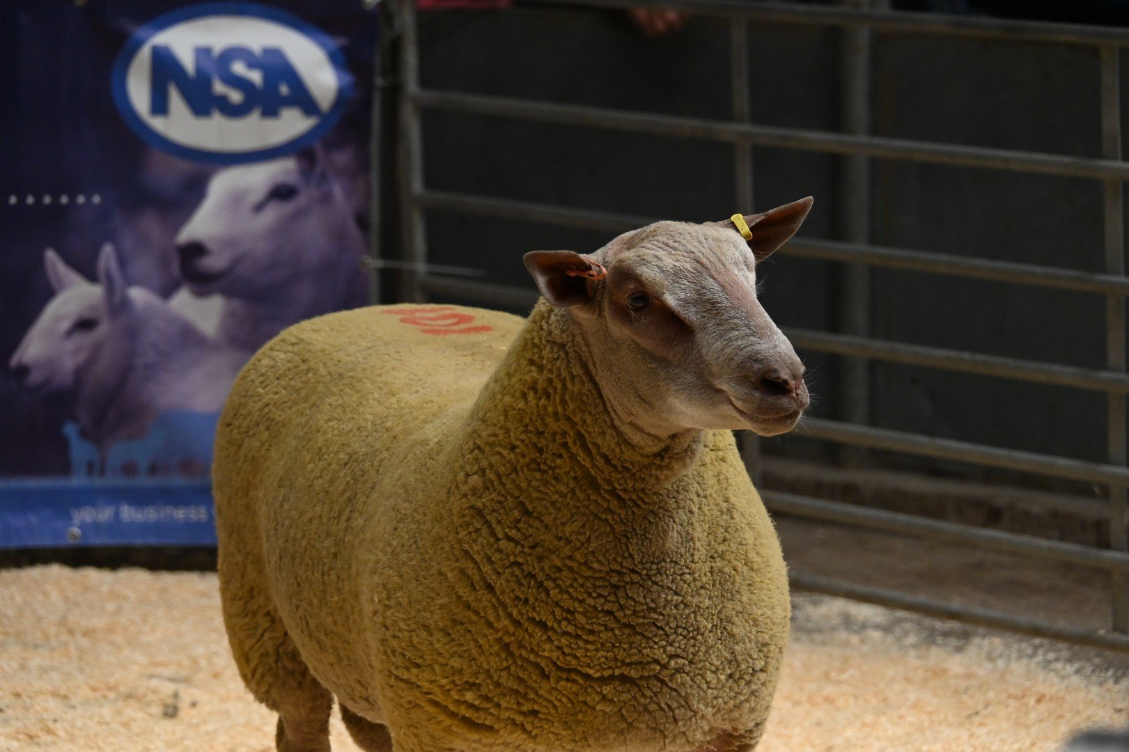 DSC_110.JPG