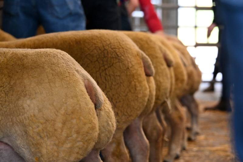 Close-up of several sheep heads lined up in a barn.