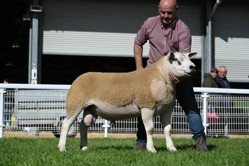 Man holding a sheep with a woolly body and a sheep's face, standing on green grass in front of a white fence at a fair or livestock show.