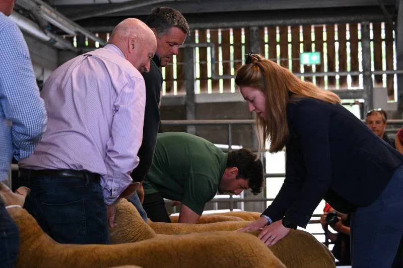 People gathered around cows, touching and inspecting them inside a barn or agricultural setting.