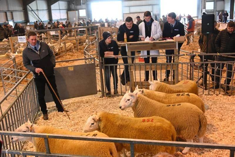 People observing and judging sheep at an indoor livestock event, with sheep in pens and spectators in background.