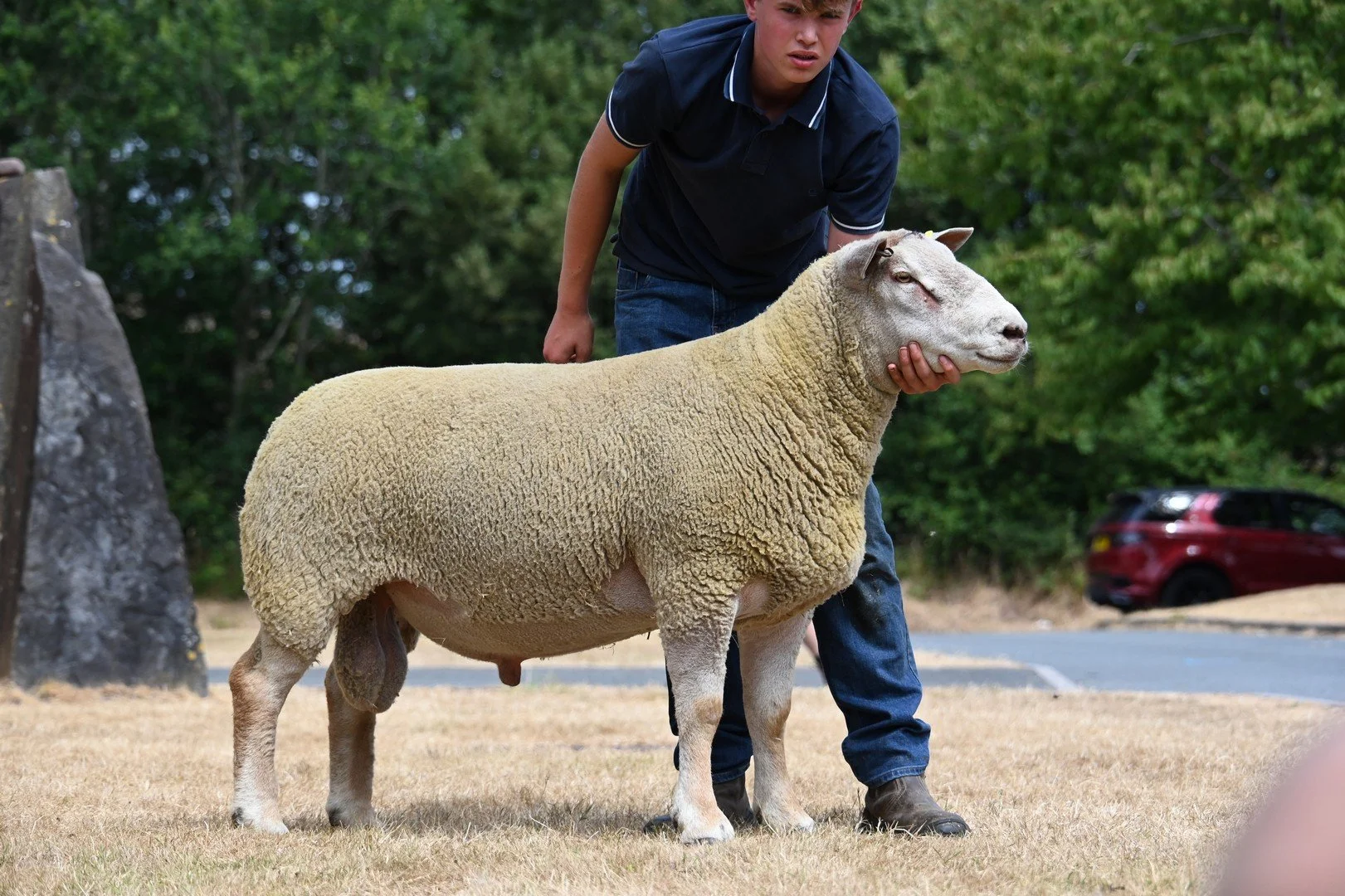 Lot 79 Charollais 2,000gns from C W Marwood & Son (Foulrice).JPG