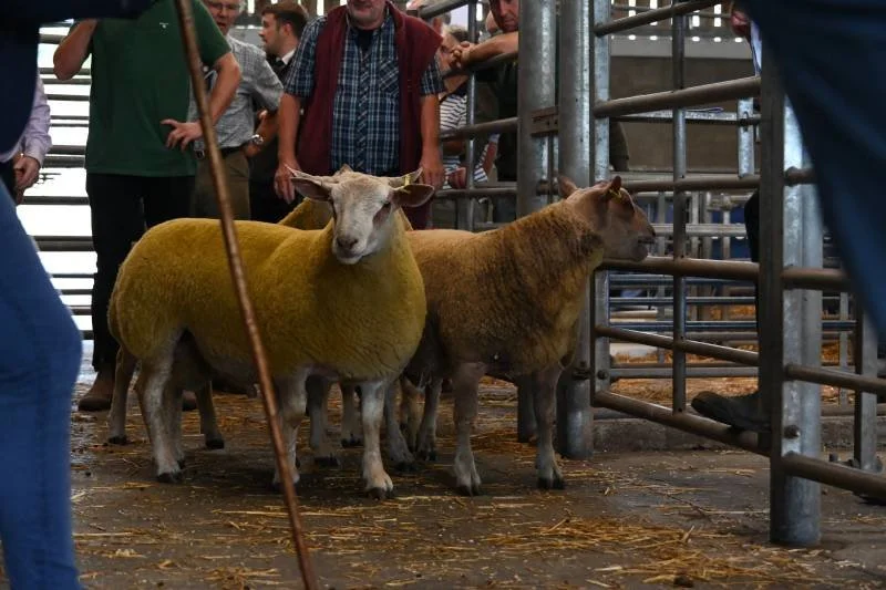 A sheep and a goat in a livestock pen with people observing in the background.