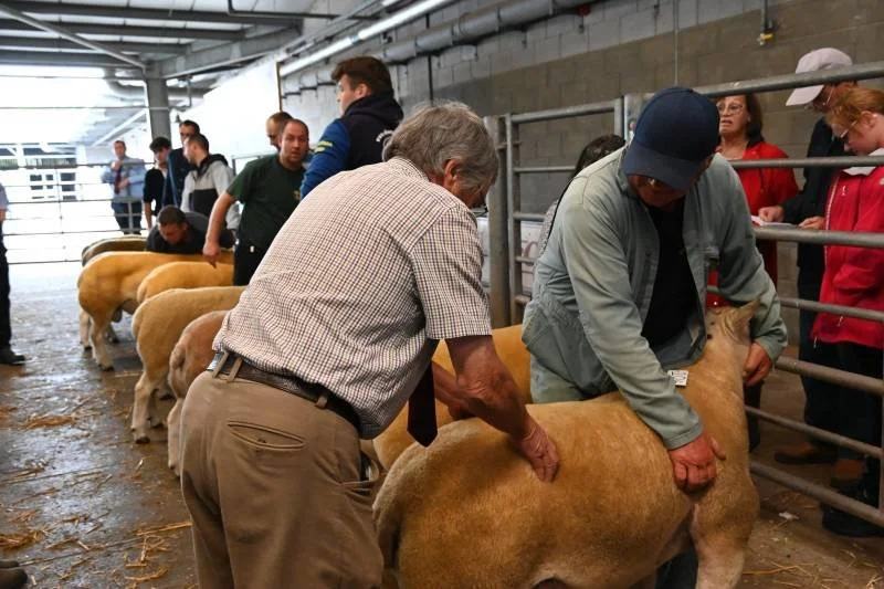 People examining and handling sheep at an indoor livestock farm or auction.