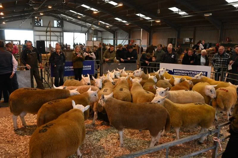 A cattle auction at an indoor fair with sheep in the foreground and people observing in the background.