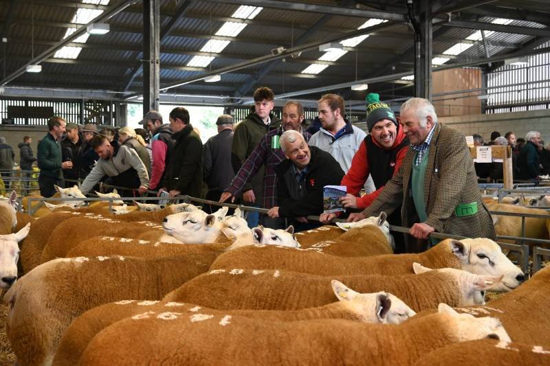 People inspecting cattle at an indoor agricultural fair or livestock show