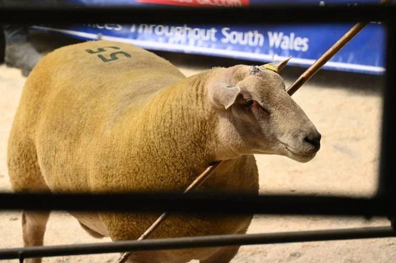 A sheep with a sheep's body and a goat's head, reflected in a mirror at an event in South Wales.