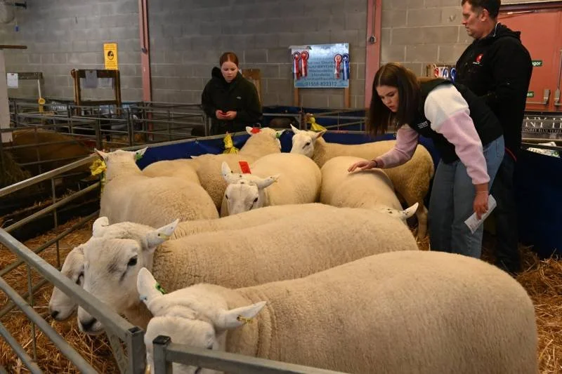 People visiting a sheep exhibition, petting and observing sheep and lambs in a pen inside a barn.