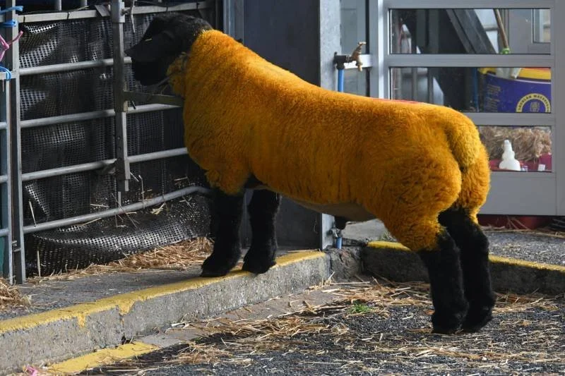 A sheep with the body of a dog and the head of a sheep, standing on a concrete curb in an indoor farm or barn setting.