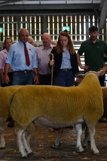 A woman with red hair holding a shepherd's crook standing behind a yellow sheep in a barn with three men watching.