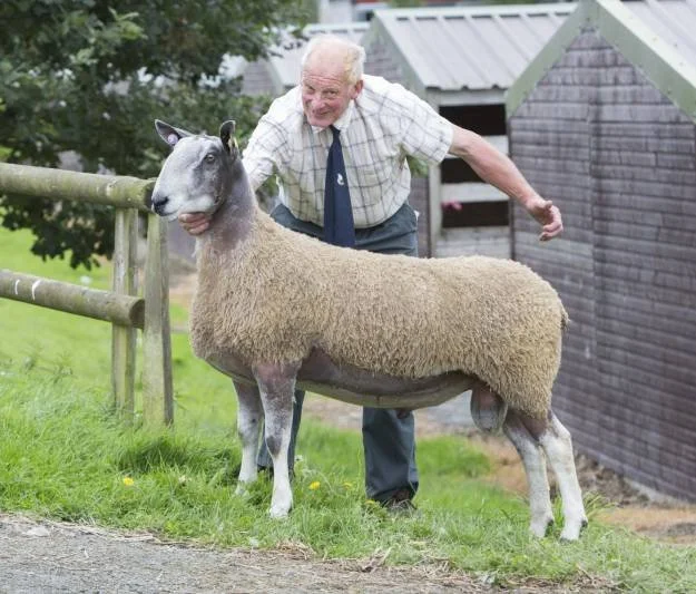 An elderly man playfully hugging a sheep with a dog's face, outdoors near a wooden fence and shed.