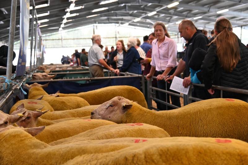 People viewing sheep at a livestock exhibition.