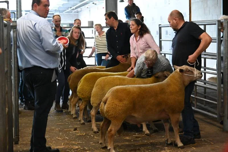 People at a livestock auction examining sheep, with some holding or petting the animals.