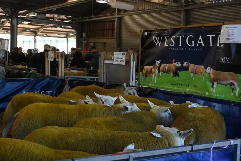 Sheep lying down and standing in a pen at an indoor livestock market or fair, with a large banner promoting Westgate Pedigree Texels in the background.