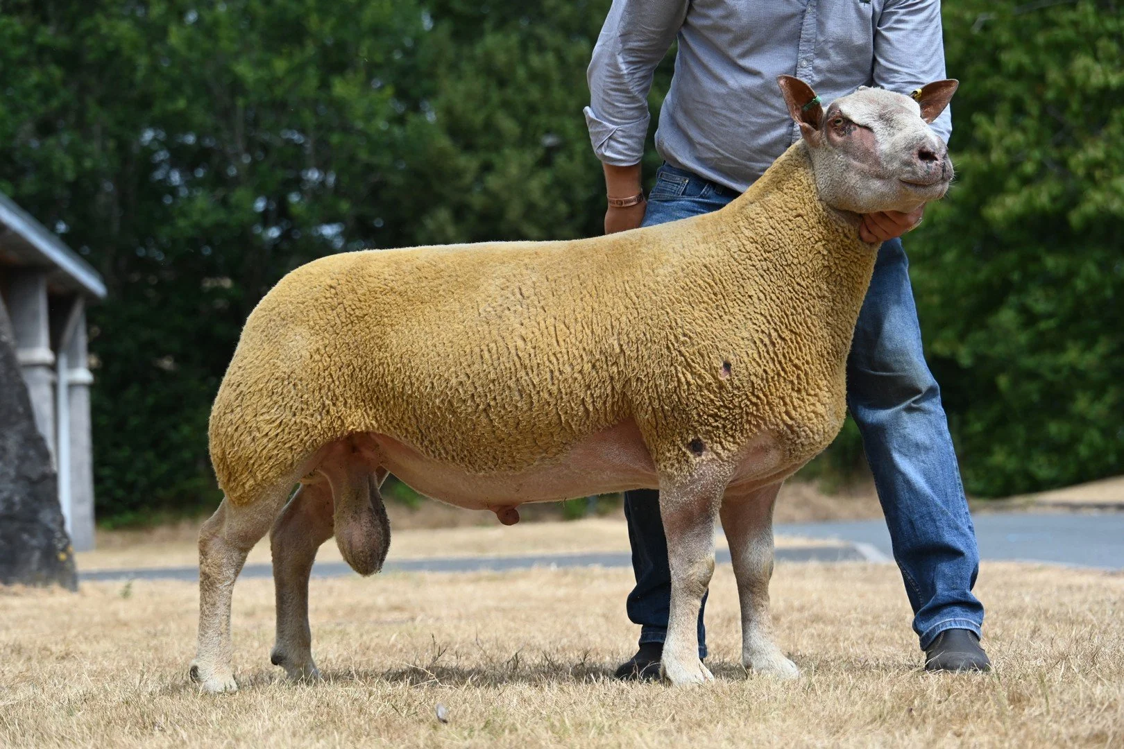Lot 93 Charollais 2,200gns from G Jones (Springfield).JPG