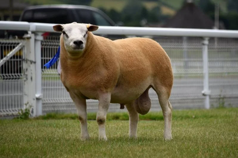 A goat with a sheep's face standing on grass near a white fence and a black car in the background.