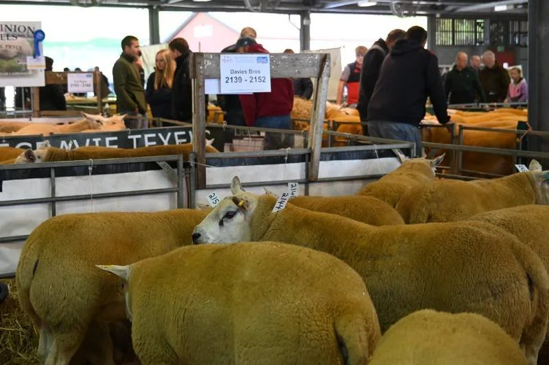 Sheep inside a livestock exhibition with people walking in the background and a sign reading 'Davies Bros 2139 - 2152'.