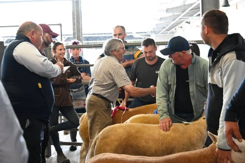 A group of people at an indoor livestock event, with some examining cattle and engaging in conversations.