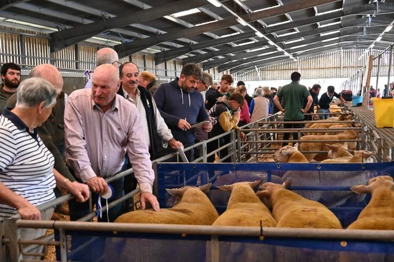 People observing and inspecting cattle inside a barn at an agricultural event or fair.