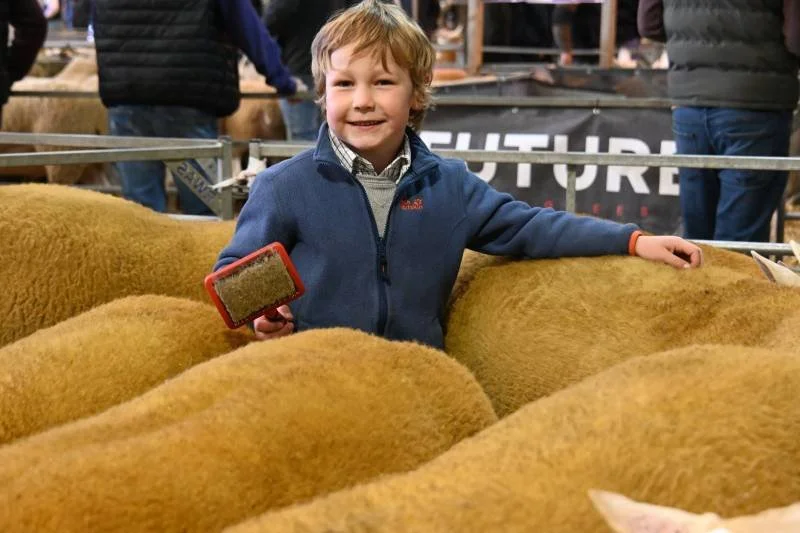A young boy with curly blonde hair brushing sheep at an agricultural event.