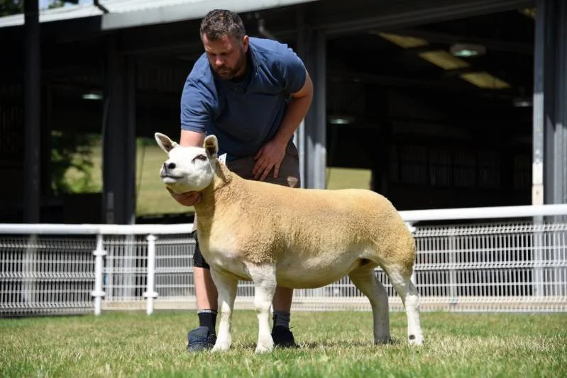 Man in blue shirt touching a sheep in an outdoor farm setting.
