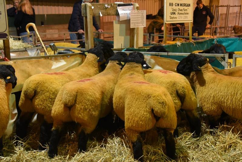 Several sheep with yellow wool and black faces gathered around a feeding trough on a farm, with people and farm equipment in the background.
