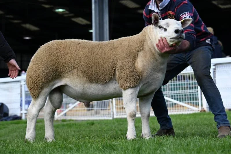 A sheep with a dog's head, standing on grass, with a person holding its face.