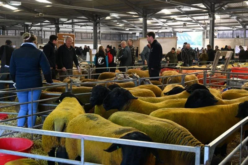 People viewing sheep in a livestock exhibition inside a barn.