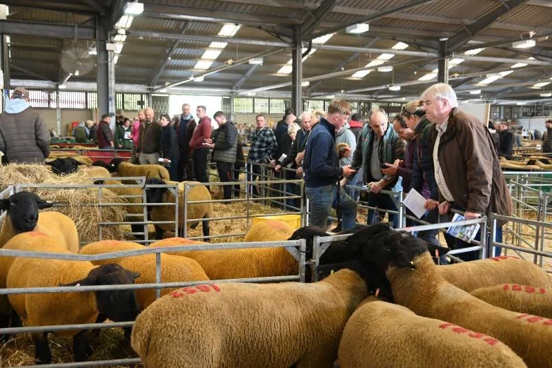 People walking through sheep pens at an indoor livestock exhibition, observing sheep and taking notes.