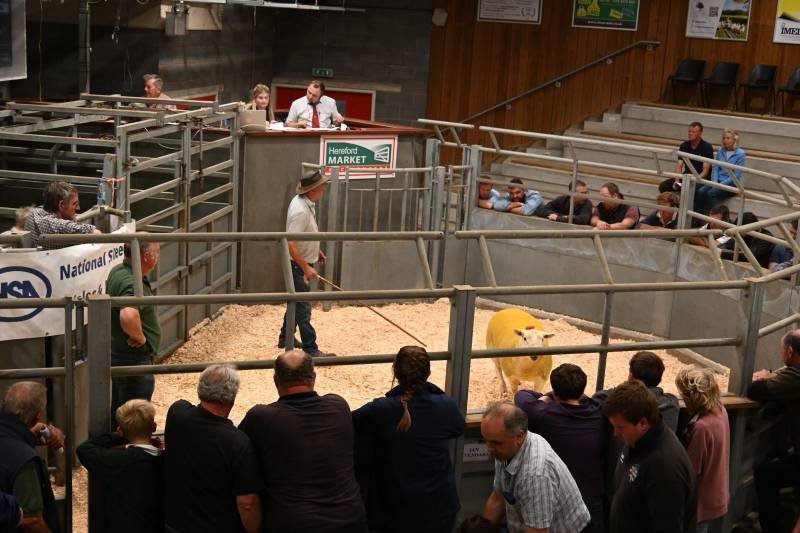 A livestock auction with a yellow calf being led by a handler in an indoor arena surrounded by spectators and officials.