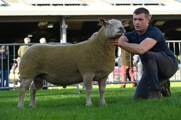 A man crouching next to a sheep with a dog's head, at a farm or livestock event.