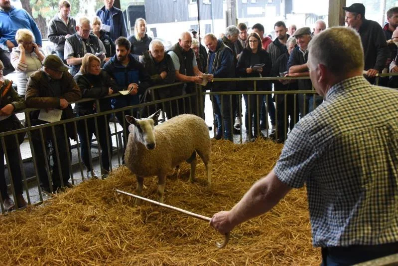 A man demonstrating sheep shearing to an audience at an indoor event, with a sheep in a pen on straw bedding.