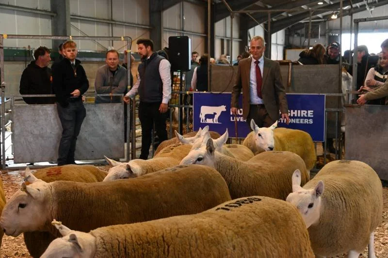 Sheep at an agricultural exhibition with visitors observing.