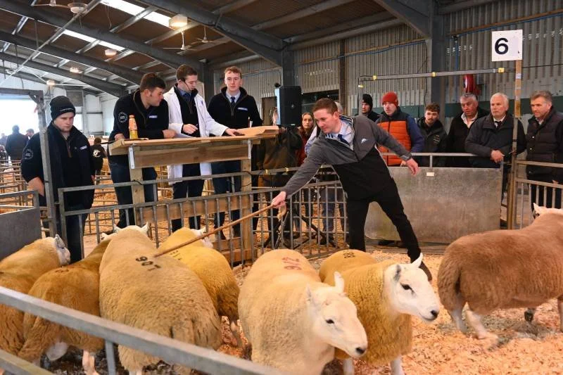 A livestock judging event at a fair or exhibition, with a man in a black jacket showing sheep to a group of spectators and judges standing behind a wooden table.