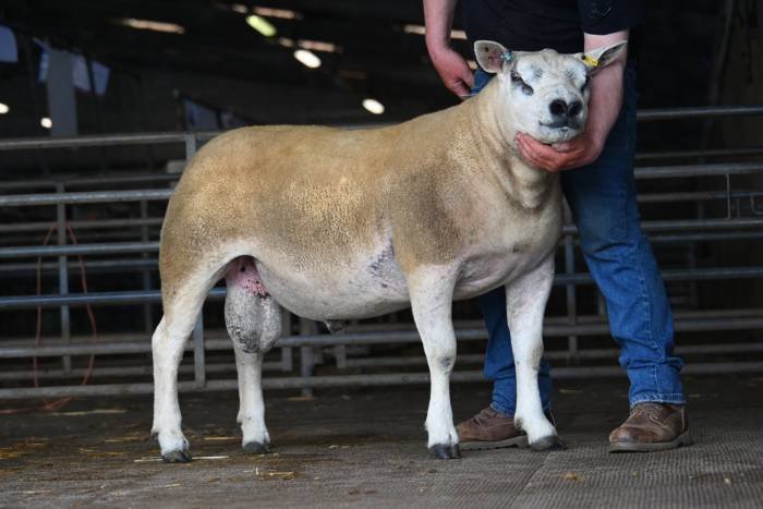 A person holding the head of a large, light brown and white dairy cow inside a barn or livestock pen.