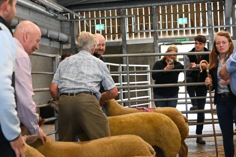 Group of people at livestock exhibition, inspecting and talking near sheep.