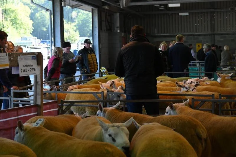 People looking at and judging sheep at an indoor livestock auction or exhibition.