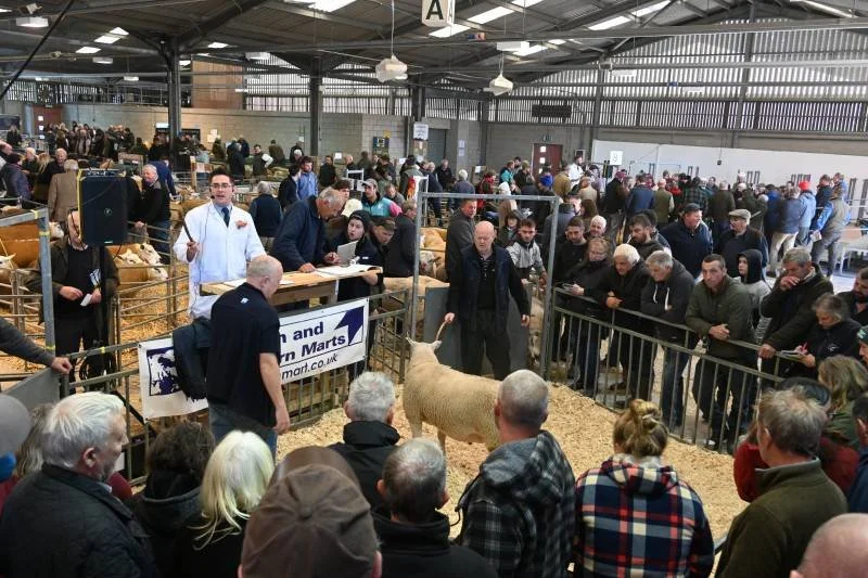 People observing sheep in an indoor livestock auction or exhibition hall.