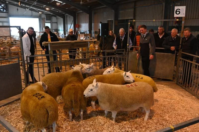 Group of sheep with numbered markings in a livestock exhibition pen, observing and inspecting at an indoor agricultural event.