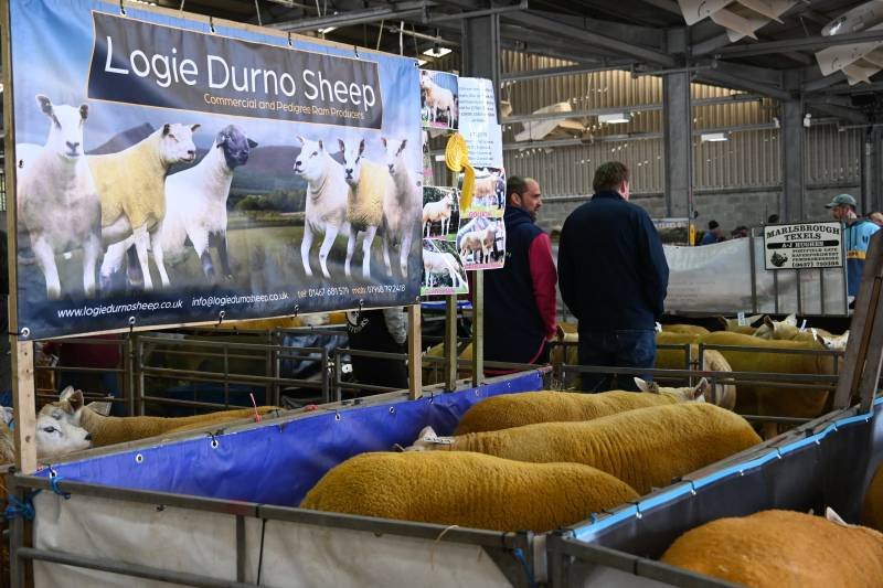 A livestock auction or exhibition booth displaying sheep, with a banner reading 'Logie Durno Sheep'. The booth features several sheep in pens, and people are observing the animals.