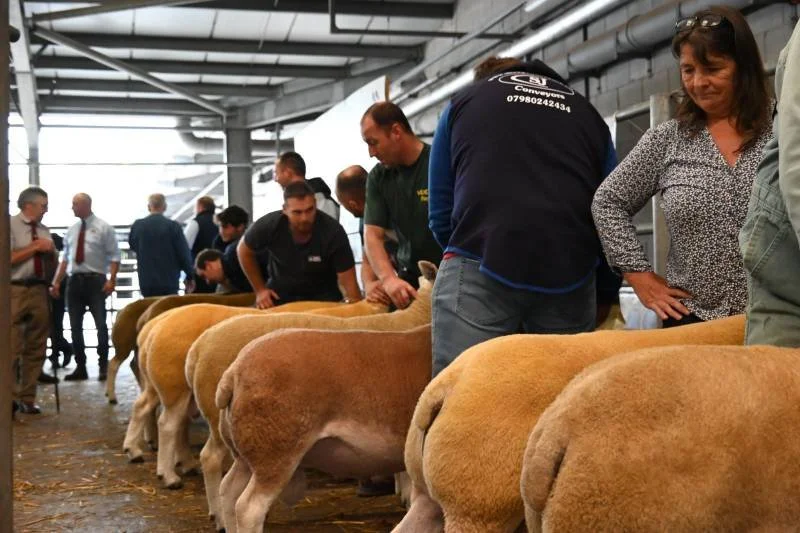 People examining cows at an indoor livestock event.