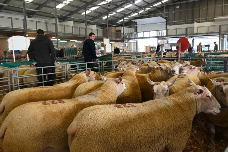 Several sheep being shown at an indoor livestock exhibition with people observing.