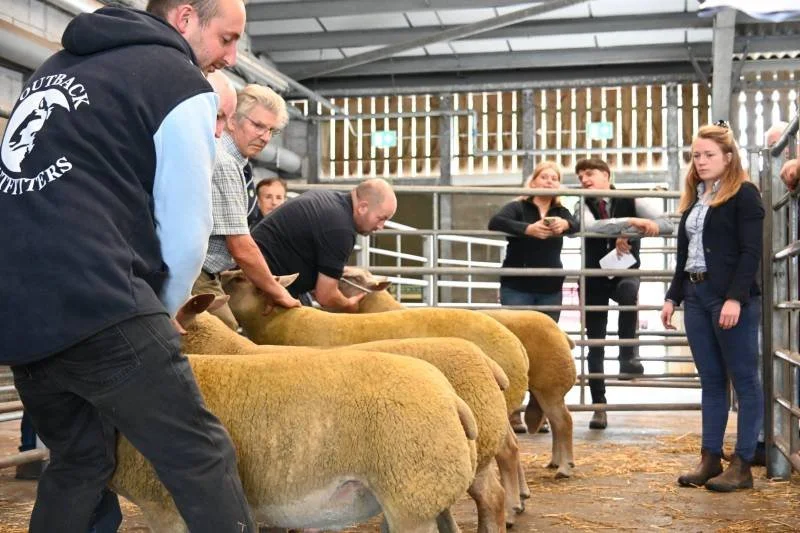 People examining sheep in a livestock pen at an agricultural event.