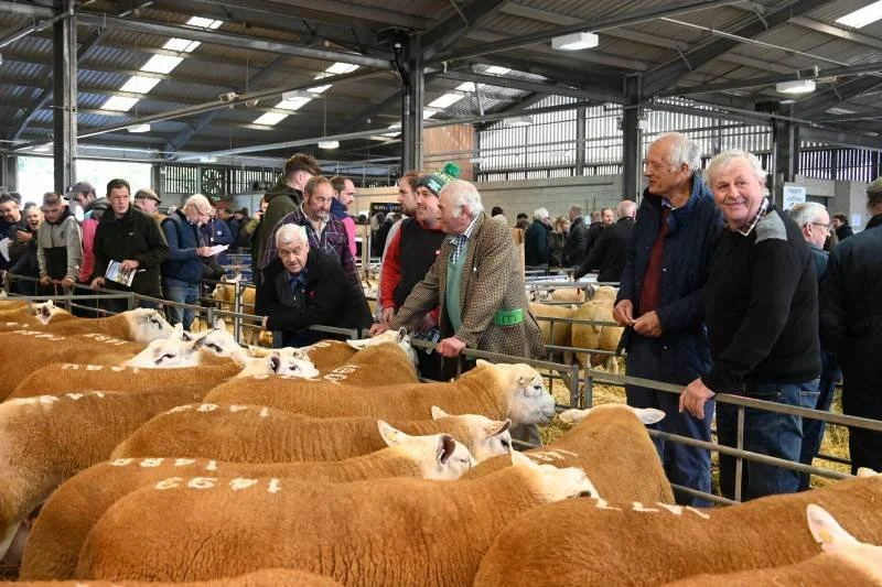 People inspecting cattle at an indoor livestock exhibition or auction.